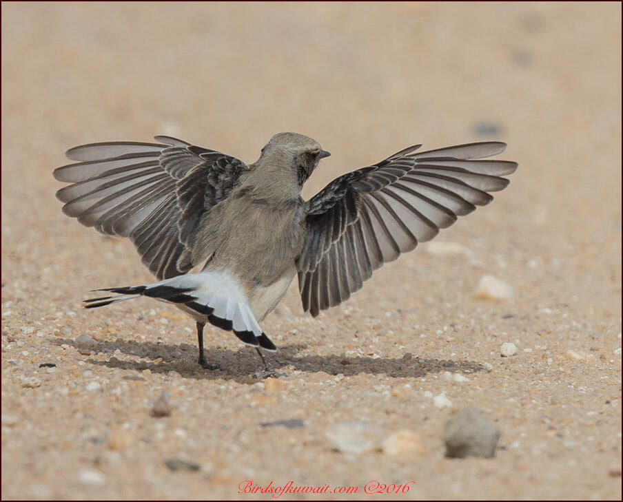 Finsch's Wheatear Oenanthe finschii