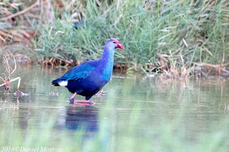 Grey-headed Swamphen walking in water