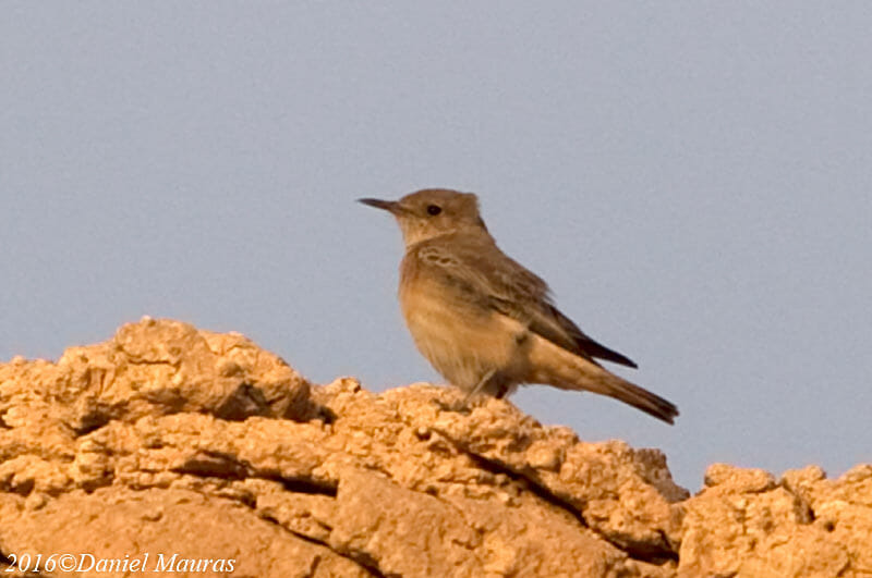 Hooded Wheatear perched on the rock