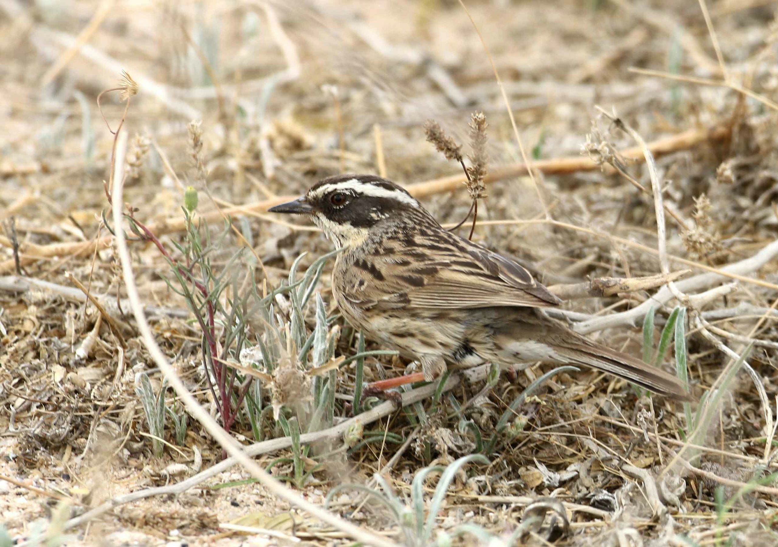 Radde’s Accentor perched on the ground