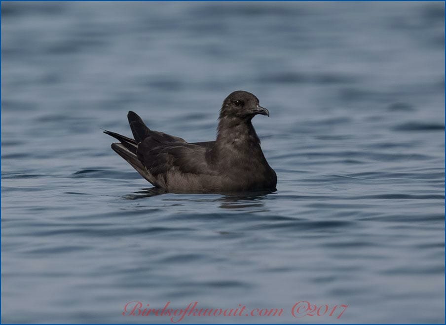 Arctic Skua Stercorarius parasiticus