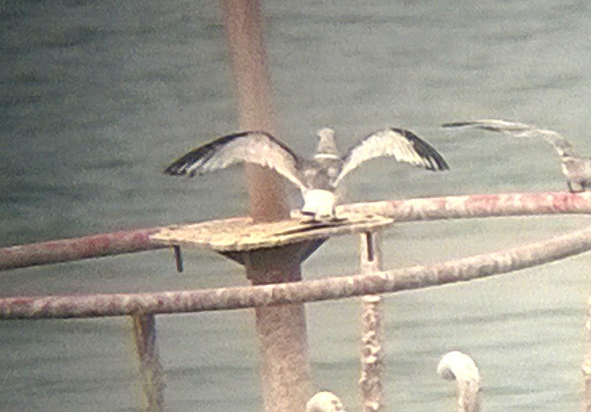 Black-legged Kittiwake perching on a bouy