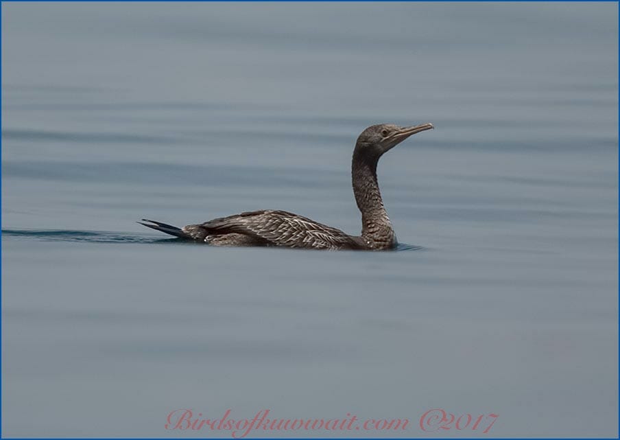 Socotra Cormorant Phalacrocorax nigrogularis