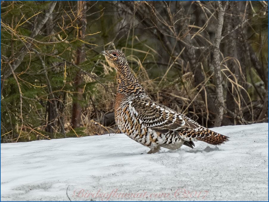 Western Capercaillie perched on ice