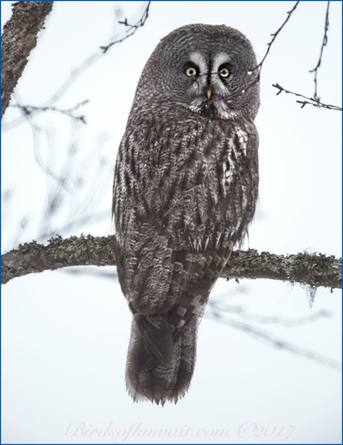 Great Grey Owl perched on a branch of a tree