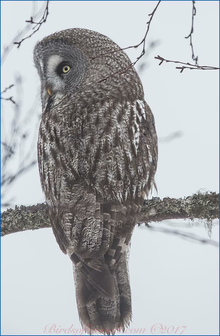 Great Grey Owl perched on a branch of a tree