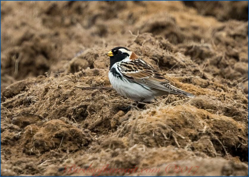 Lapland Longspur perched on the ground