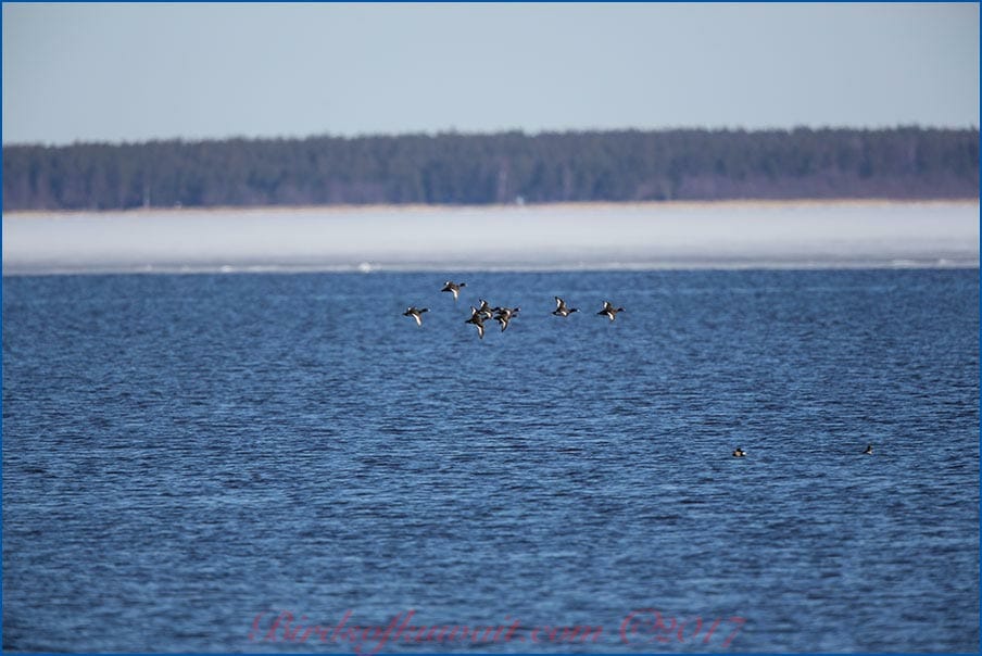 Tufted Duck Aythya fuligula