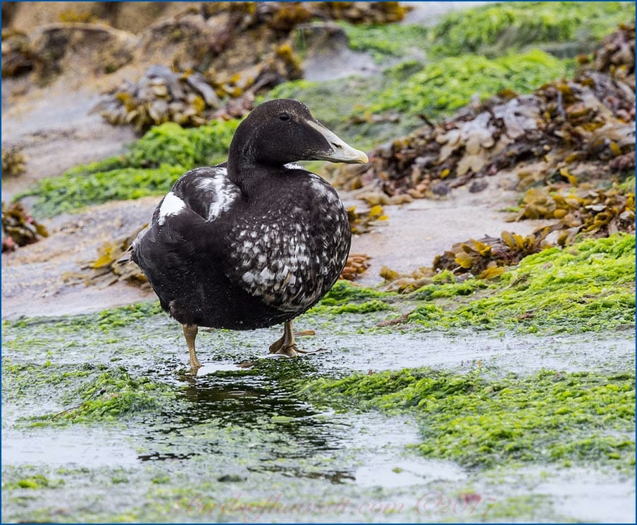 Common Eider standing in water