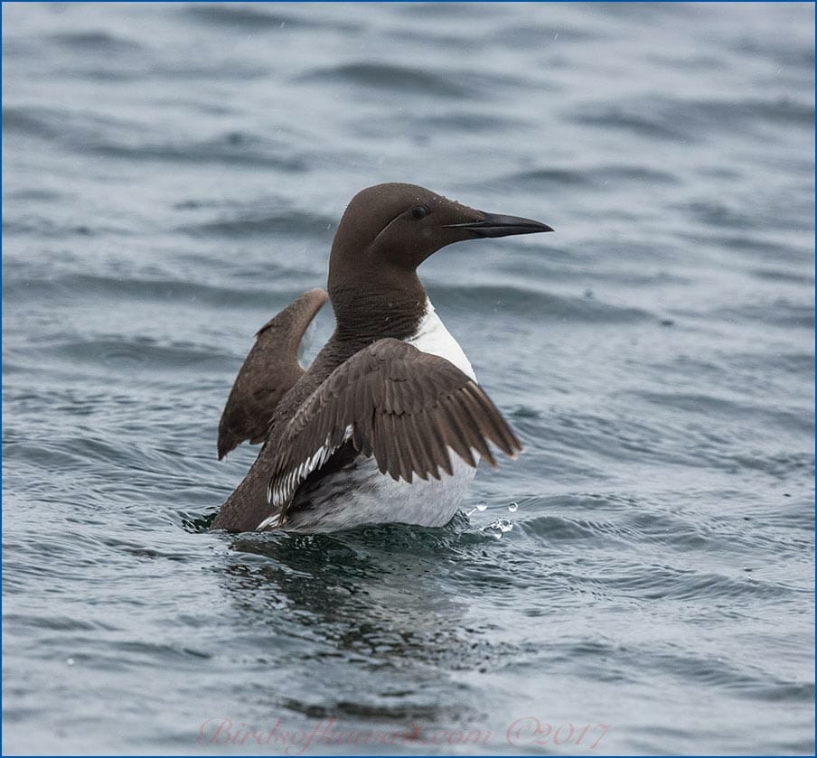 Common Murre standing in water