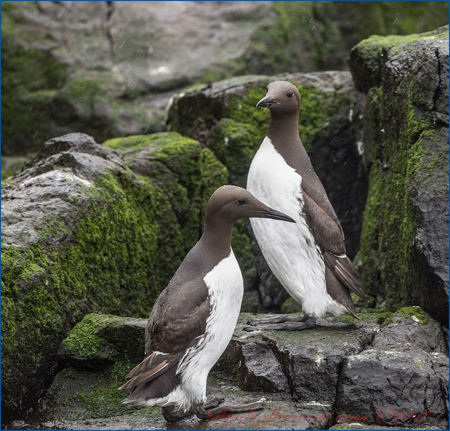 Two Common Murres standing on a rock