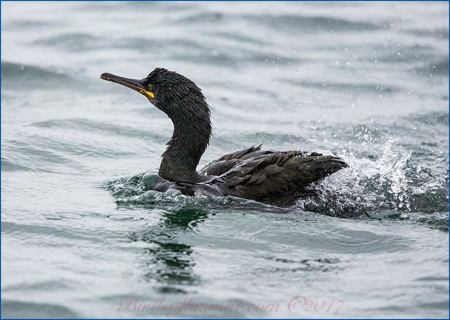 European Shag swimming in water
