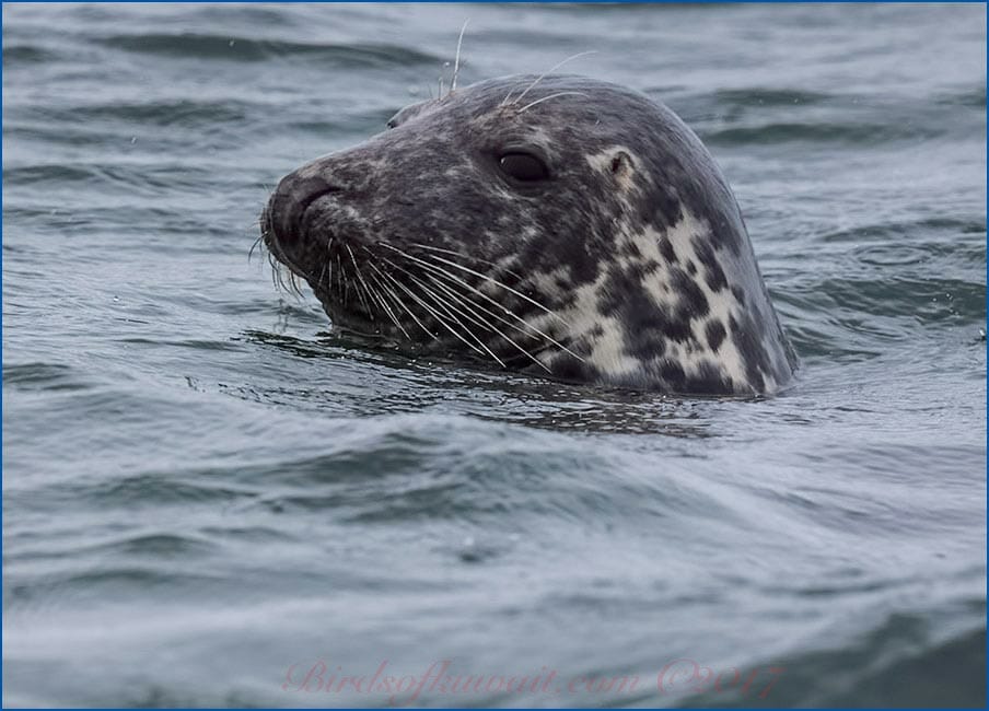 Grey Seal in water showing only head