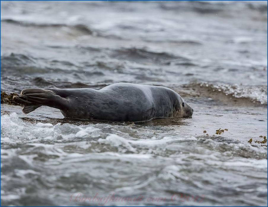 Grey Seal along the sea shore