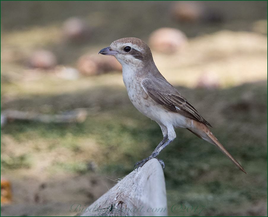 Turkestan Shrike Lanius phoenicuroides 1,