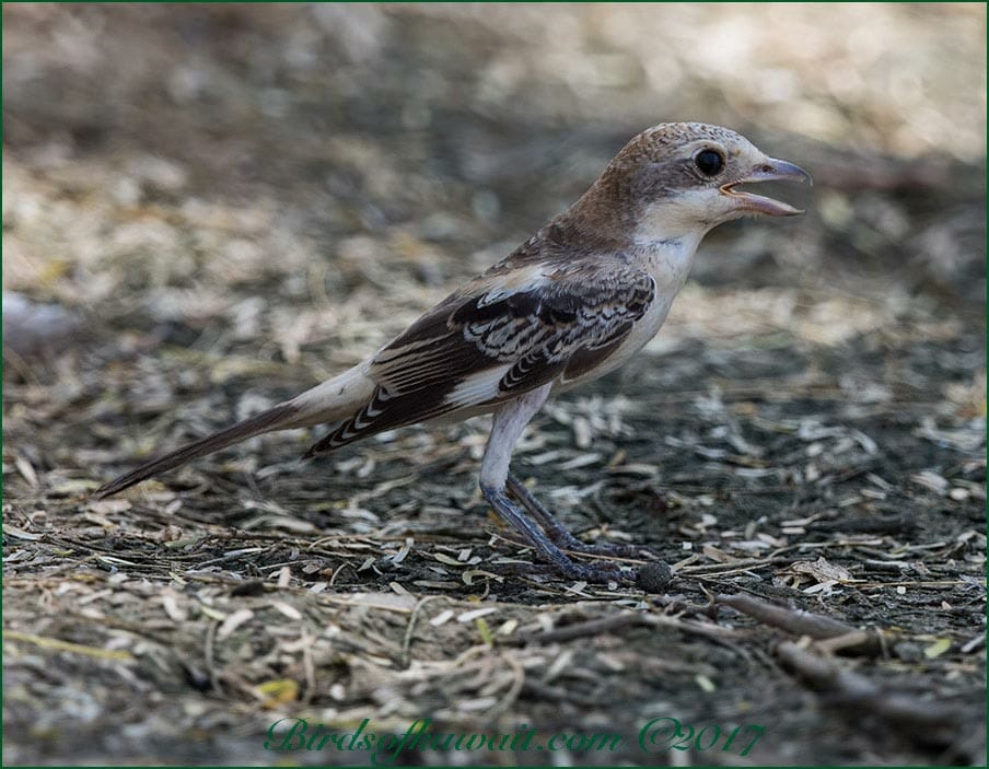 Woodchat Shrike Lanius senator
