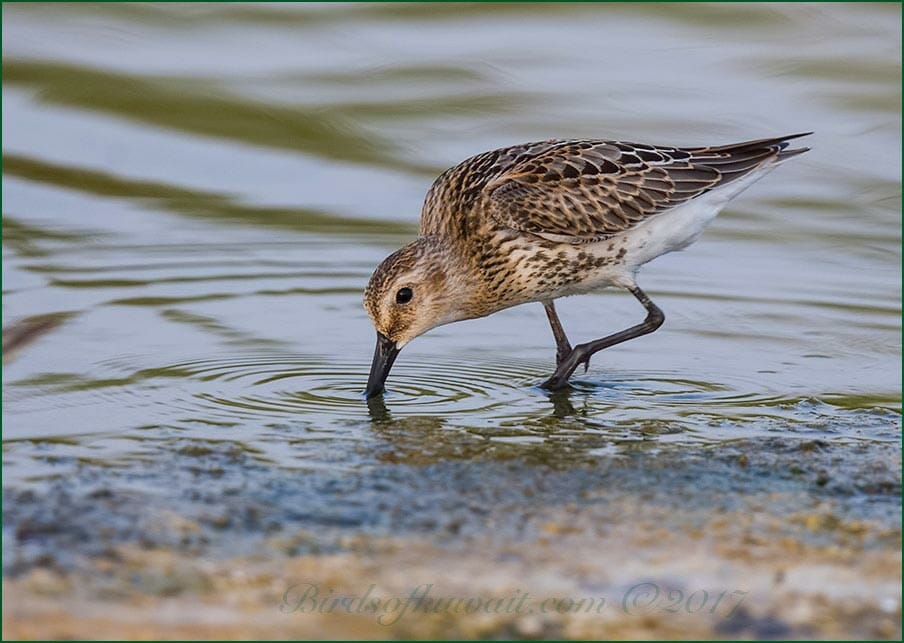 Dunlin Calidris alpina