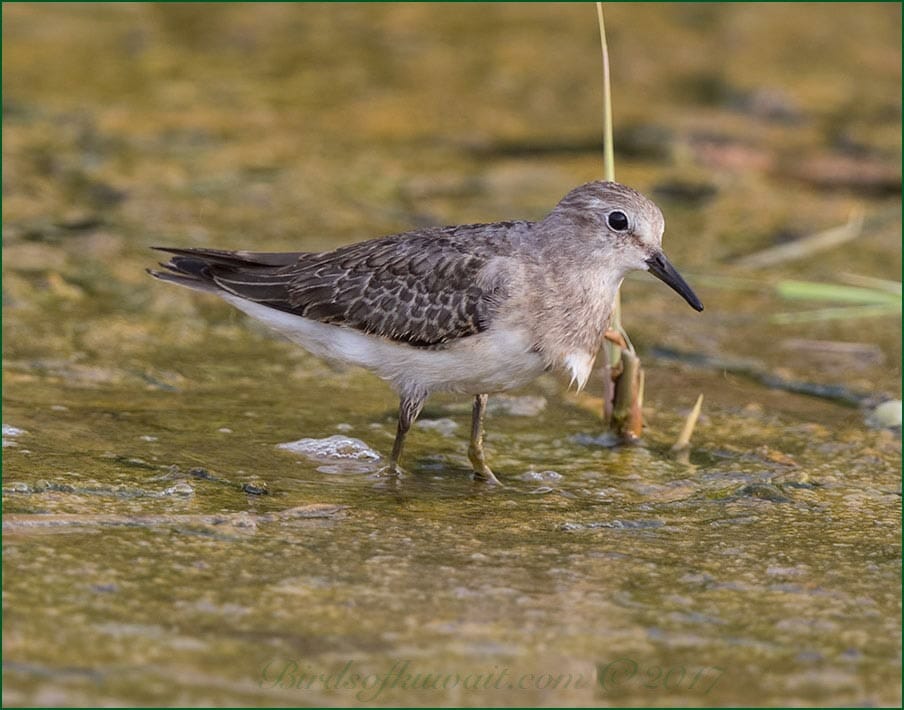 Temminck's Stint Calidris temminckii
