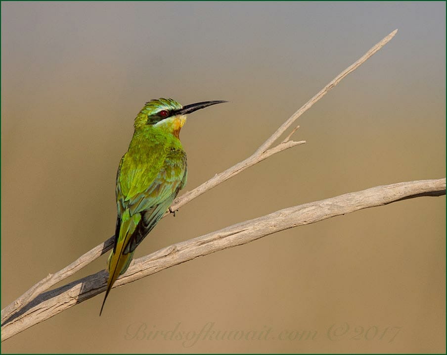 Blue-cheeked Bee-eater Merops persicus