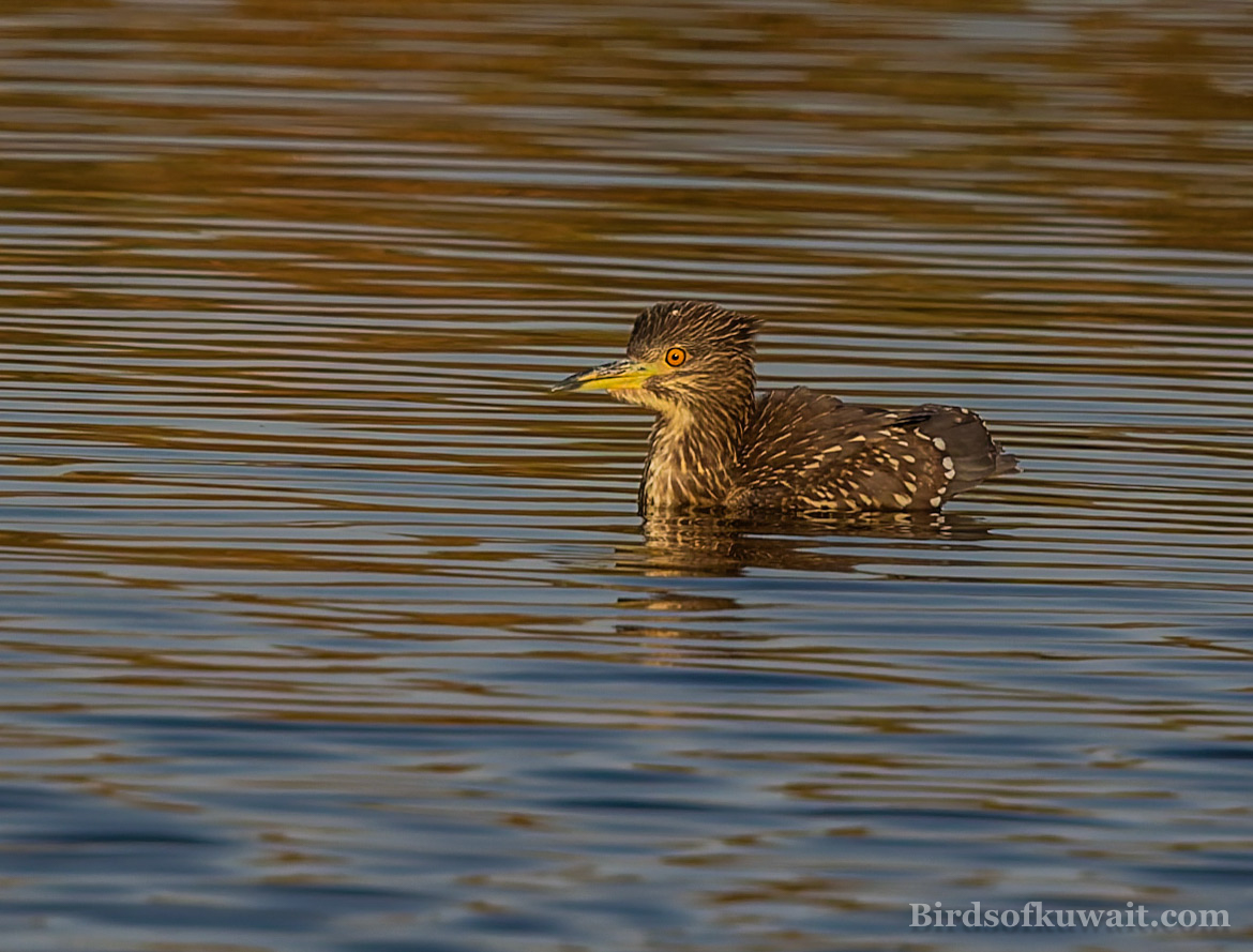 Black-crowned Night Heron Nycticorax nycticorax