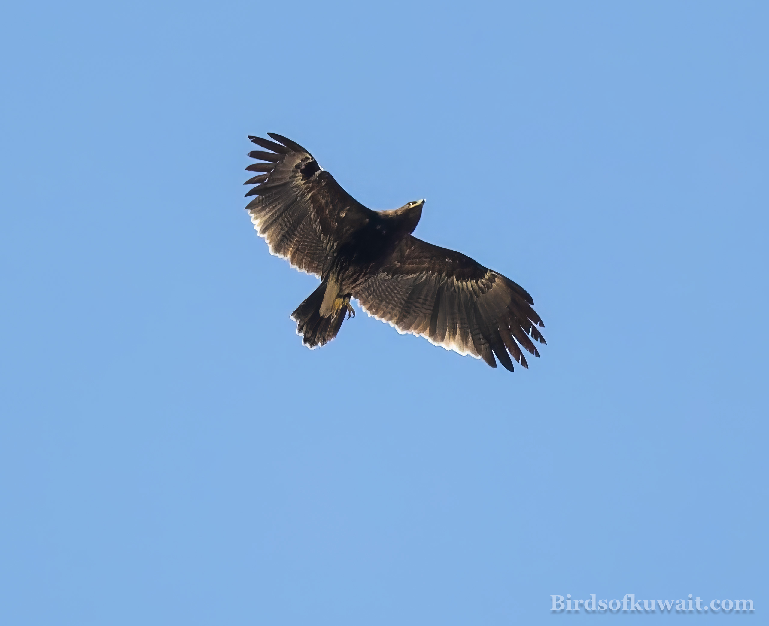 Greater Spotted Eagle Clanga clanga