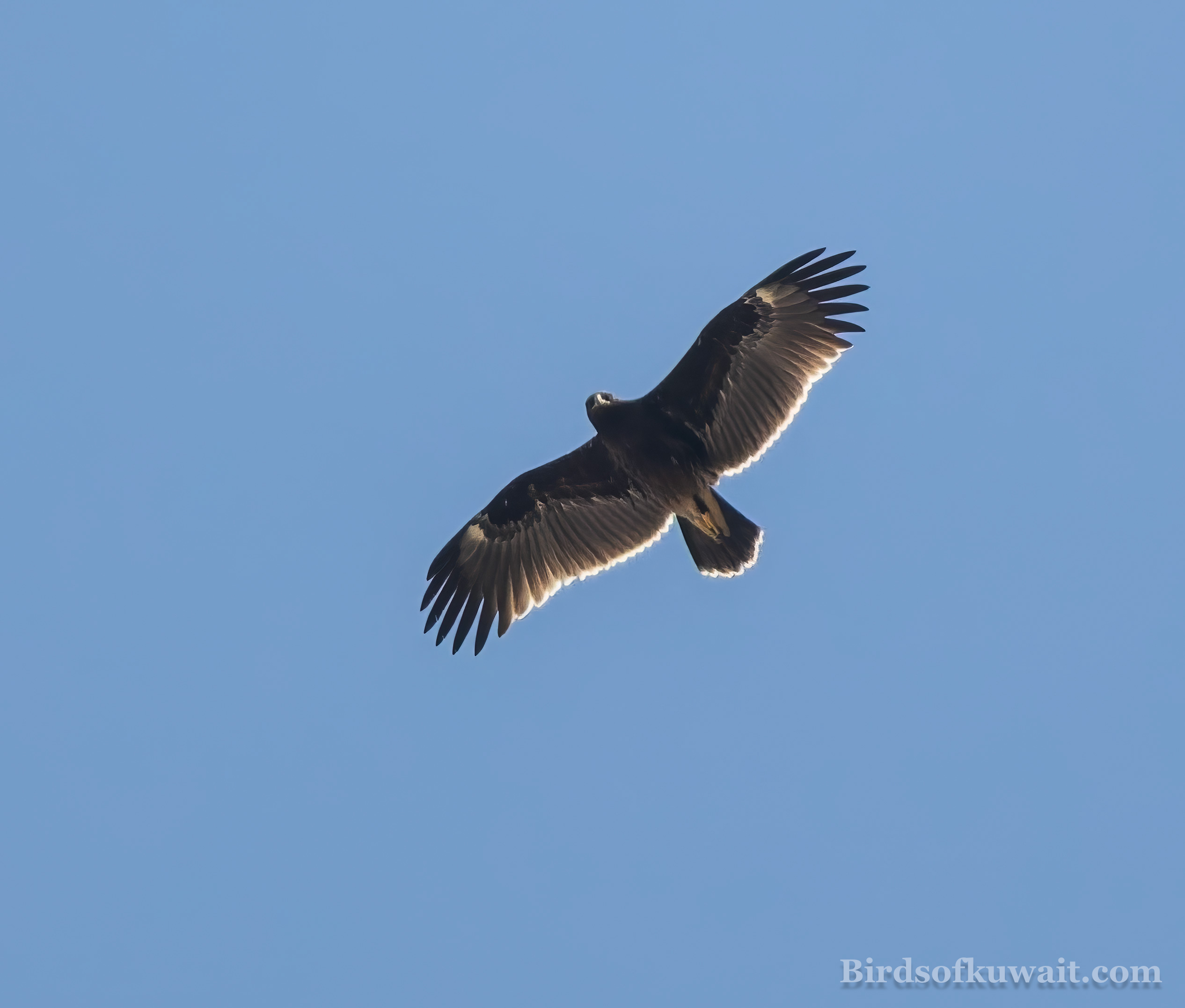 Greater Spotted Eagle Clanga clanga