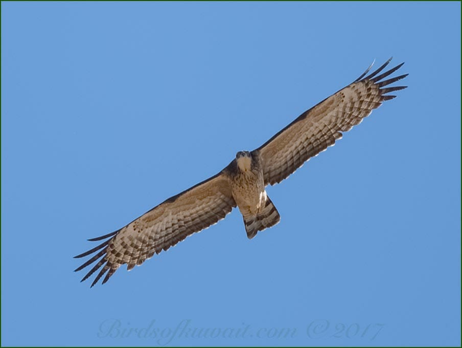 Crested Honey Buzzard in flight