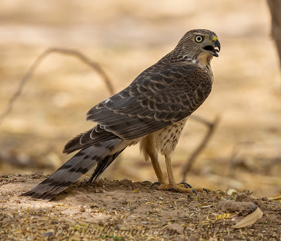 Asian Shikra Accipiter badius cenchroides