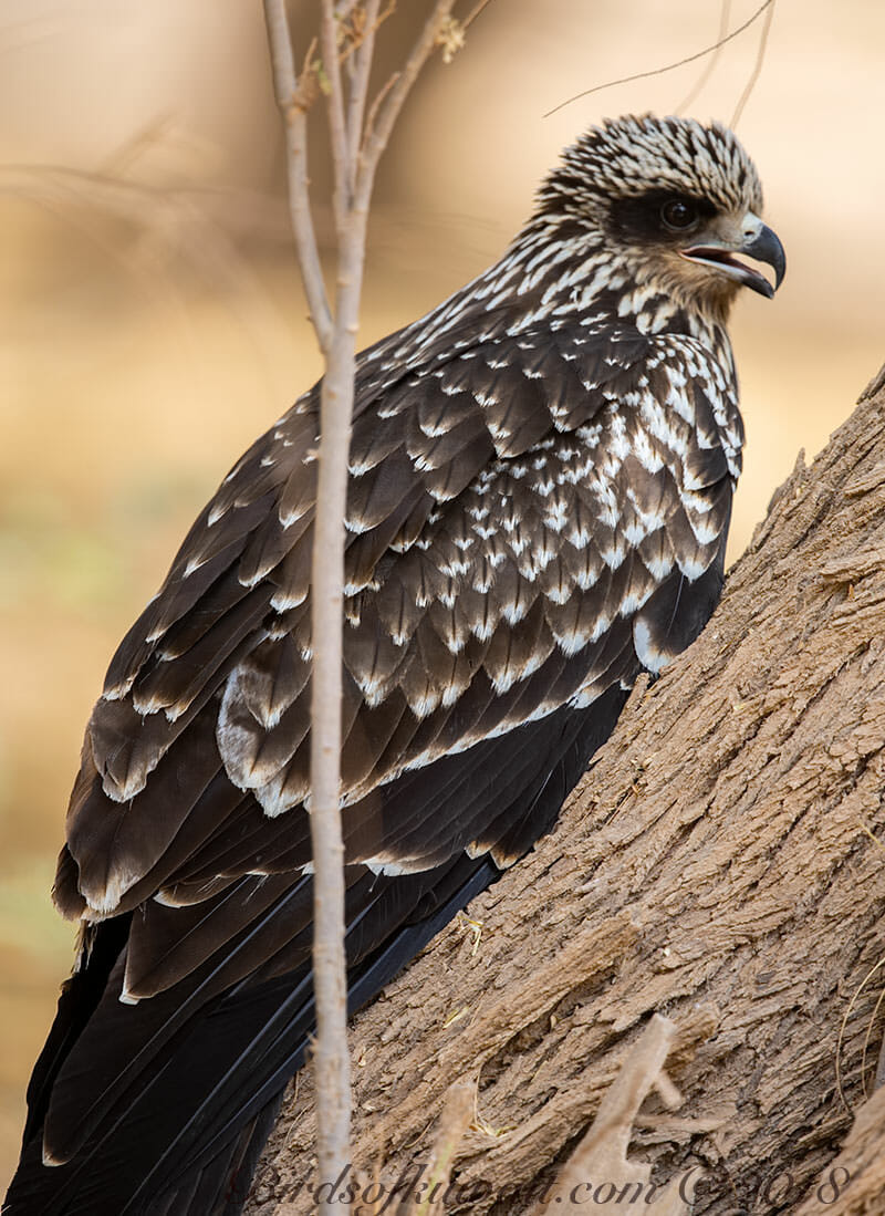 Black-eared Kite Milvus (migrans) lineatus