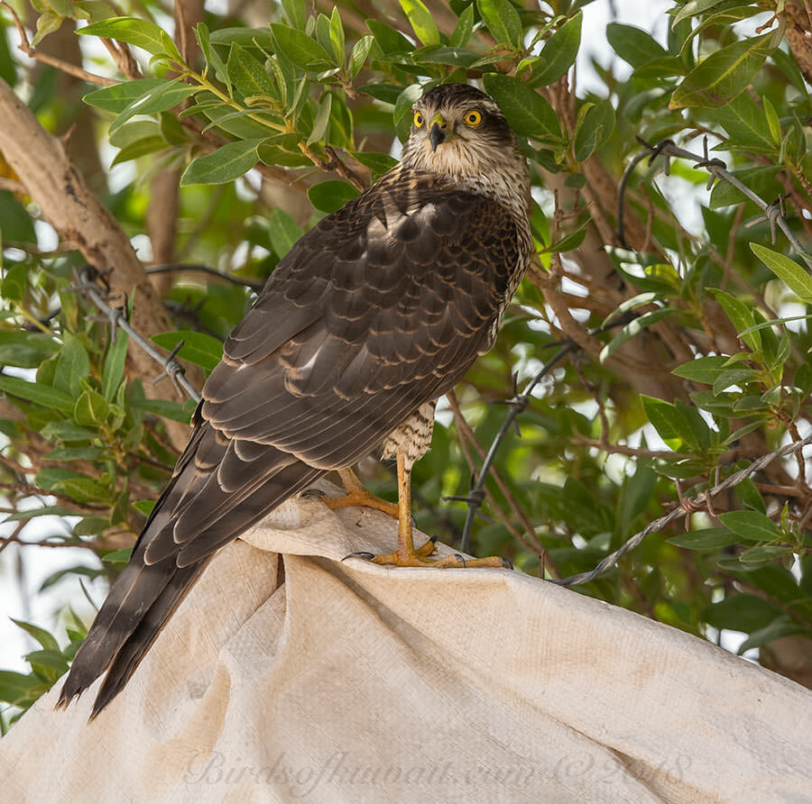 Eurasian Sparrowhawk Accipiter nisus