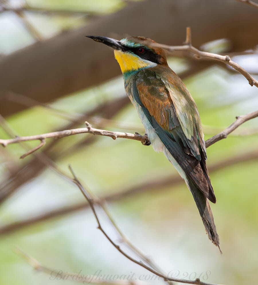European Bee-eater Merops apiaster