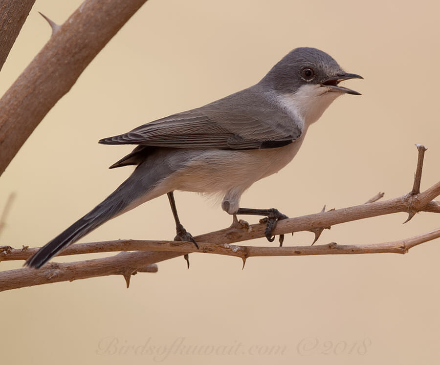 Hume's Whitethroat Sylvia althaea