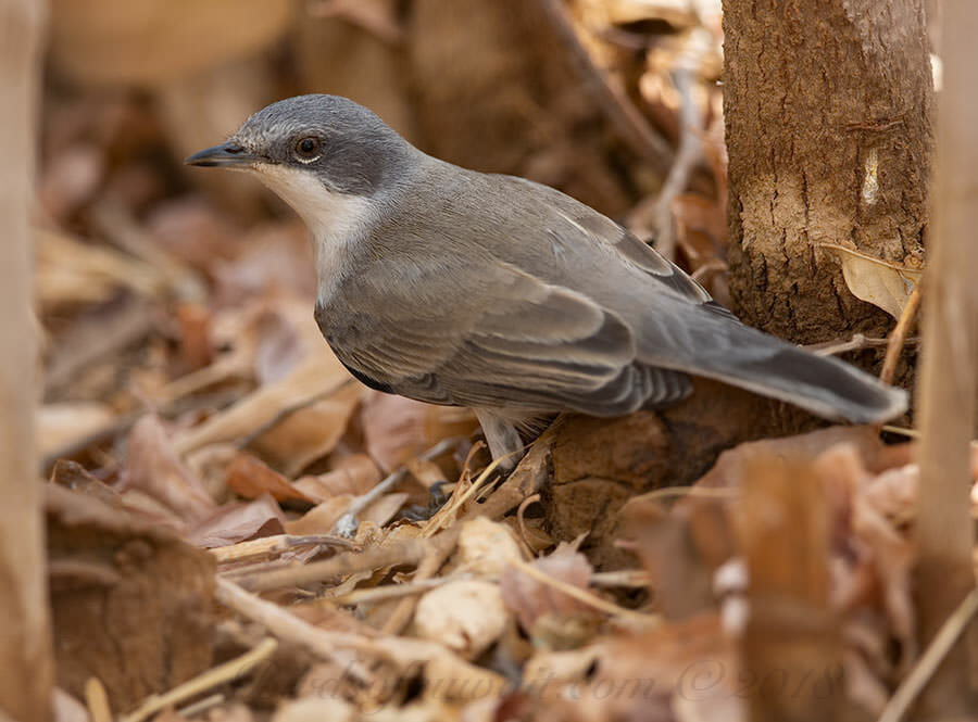 Hume's Whitethroat Sylvia althaea