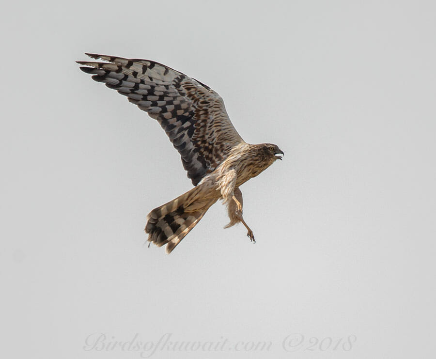 Montagu's HarrierCircus pygargus