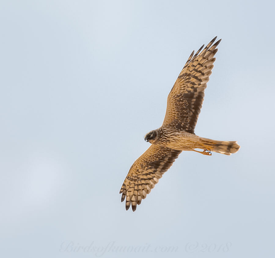 Pallid Harrier Circus macrourus