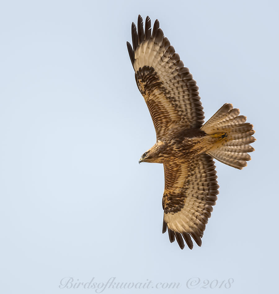 Steppe Buzzard Buteo buteo vulpinus