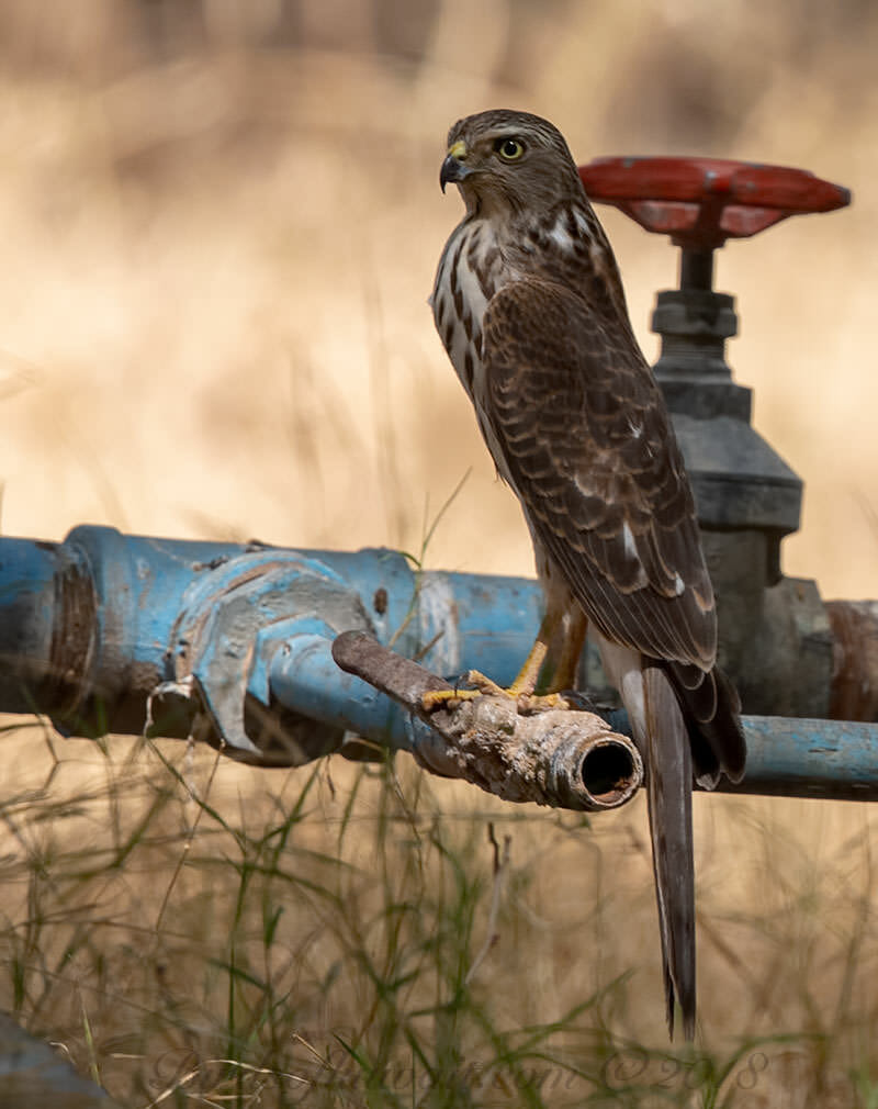 Asian Shikra Accipiter badius cenchroides