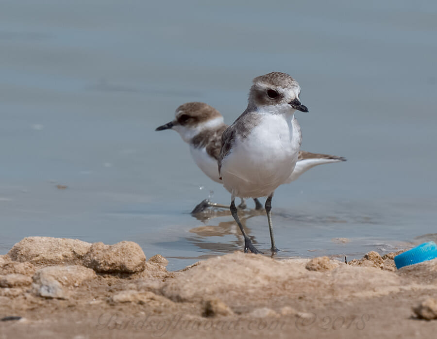 Lesser Sand Plover Anarhynchus atrifrons