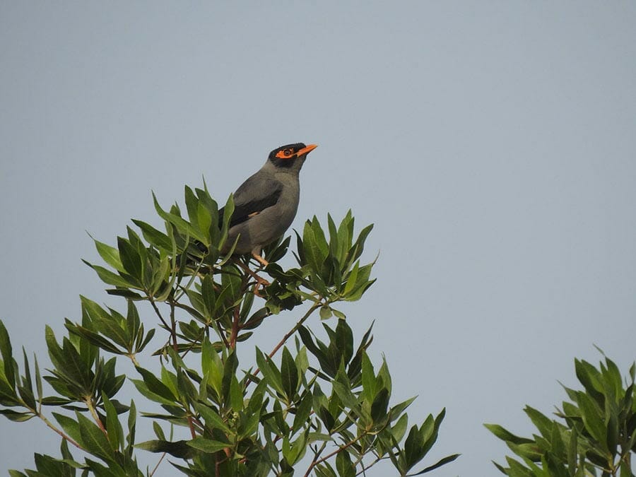 Bank Myna Acridotheres ginginianus