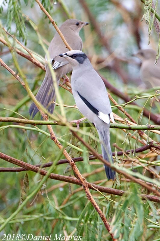 Hypocolius perched on a branch of a tree