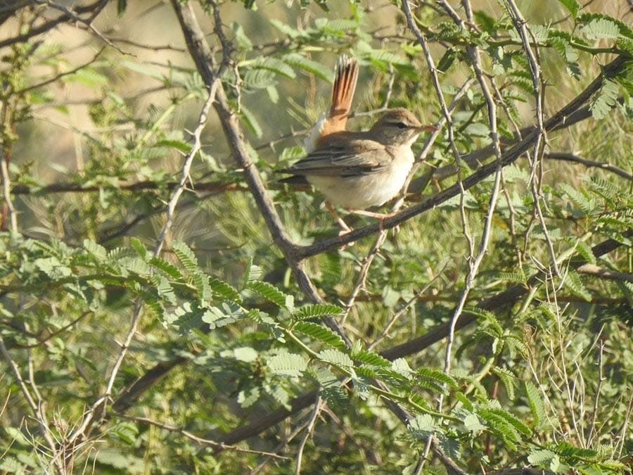 Rufous-tailed Scrub Robin Cercotrichas galactotes