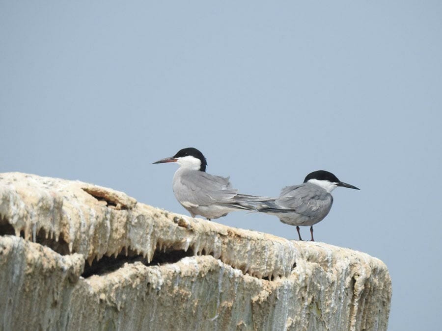 White-cheeked Tern Sterna repressa