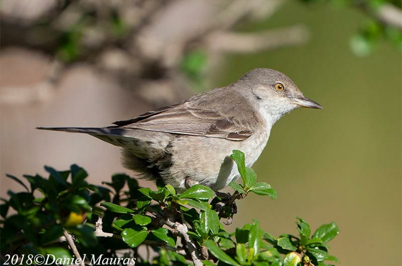 Barred Warbler sitting on plants