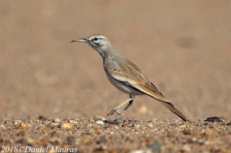 Greater Hoopoe-Lark in the desert