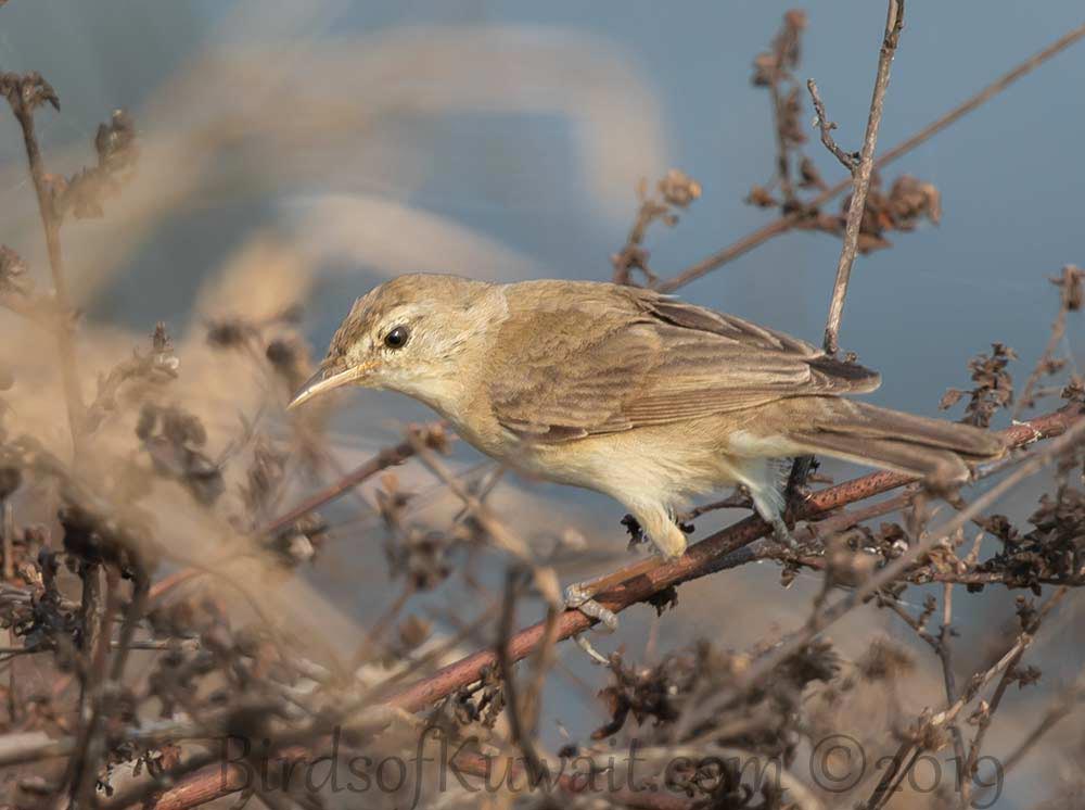 Booted Warbler Iduna caligata