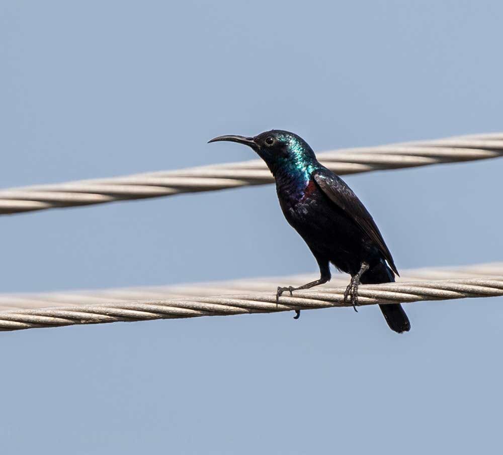 Purple Sunbird Cinnyris asiaticus