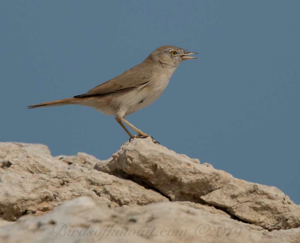 Asian Desert Warbler perching on a rock