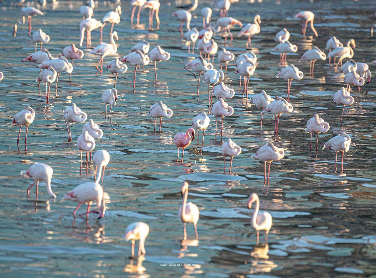 A flock of Greater flamingo with one Lesser Flamingo