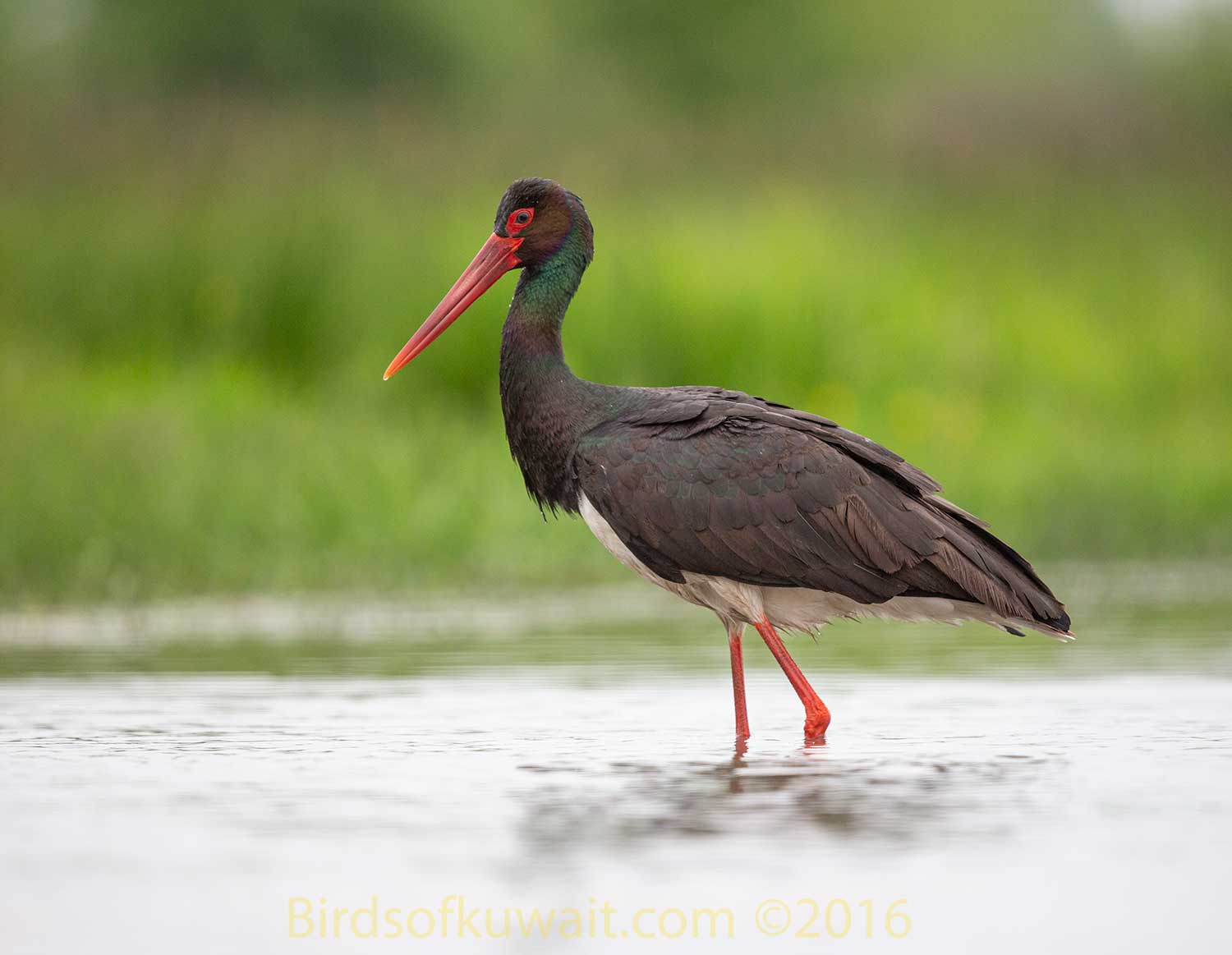 Black Stork feeding in a water pool