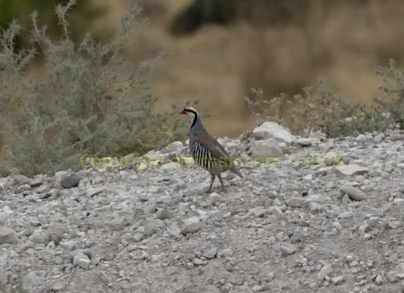 A Chukar running away